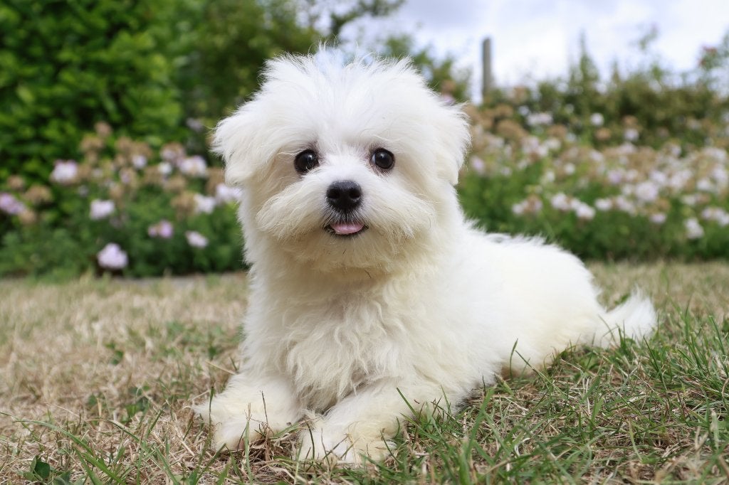 Chiot maltais, né le 25 avril, propre élevage, Animaux & Accessoires, Chien (mâle), Maladie de Carré (chiens), Belgique, Bichon maltais