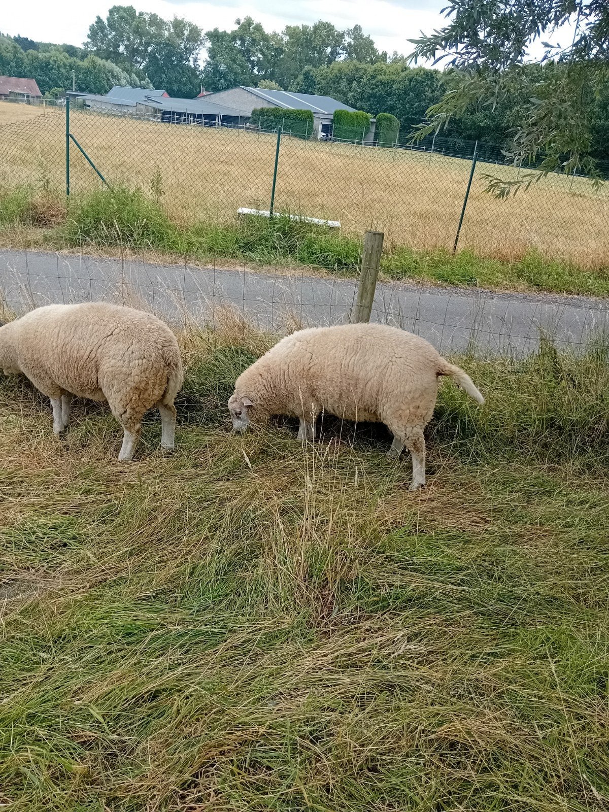schapen - rammen, Animaux & Accessoires, Mâle, Mouton, 0 à 2 ans