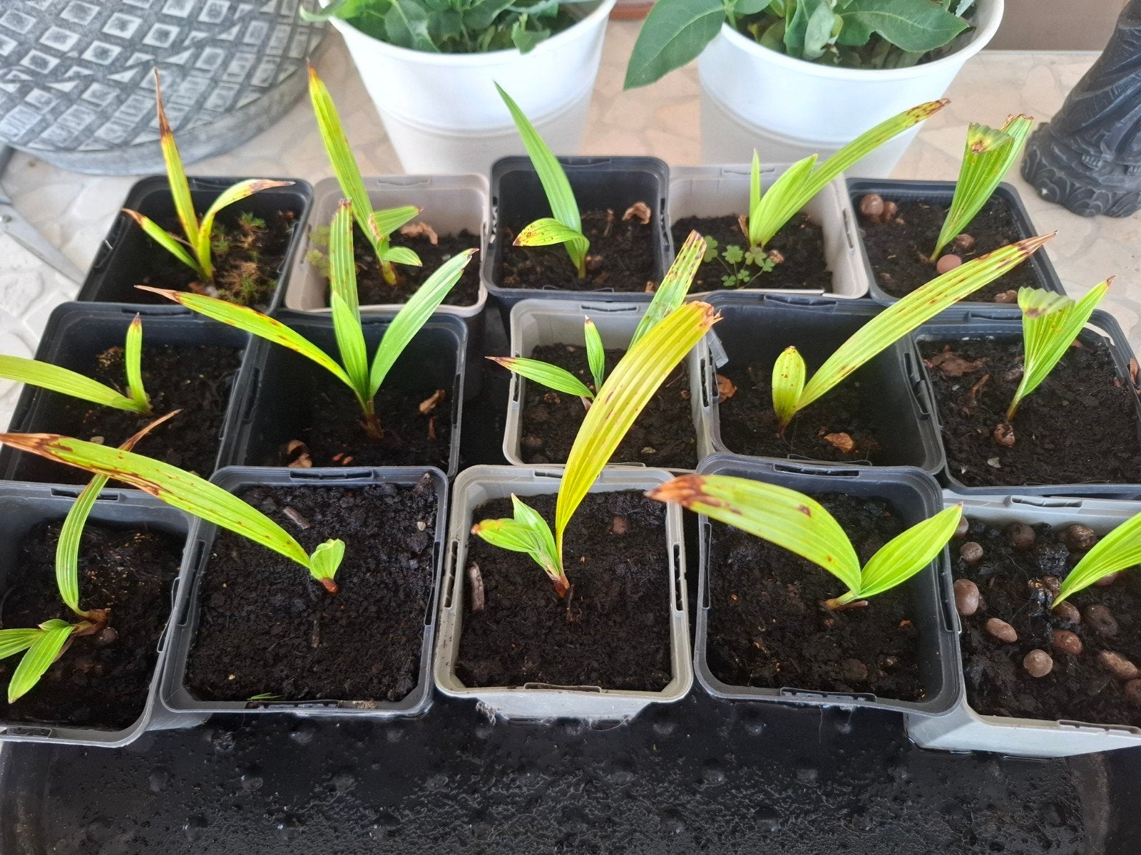 Trachycarpus fortunei palmboom 42stekjes!, Ophalen, Volle zon, Palmboom