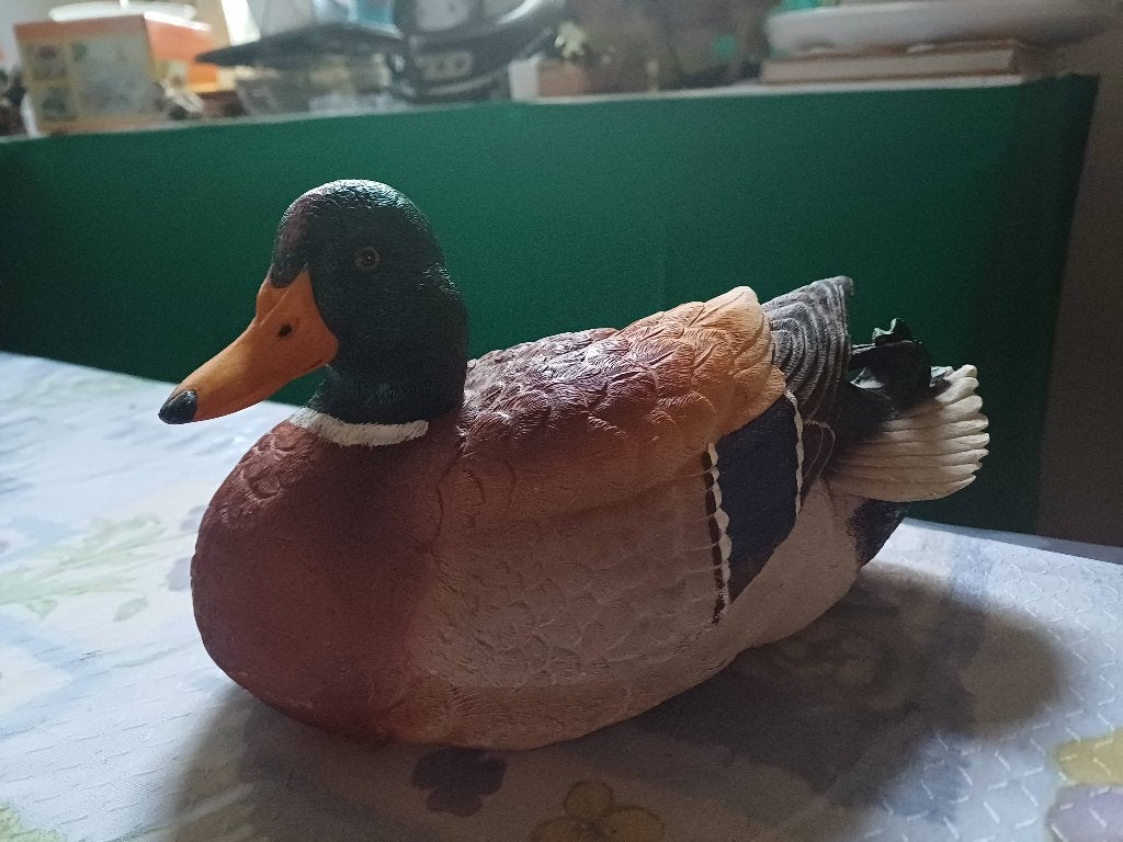 Image, Oiseau, Enlèvement, 20 - 50 cm, Multicolore