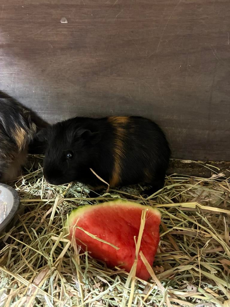 Cavias mannetjes, Dieren en Toebehoren, Knaagdieren, Mannelijk, Tam, Maart, Cavia