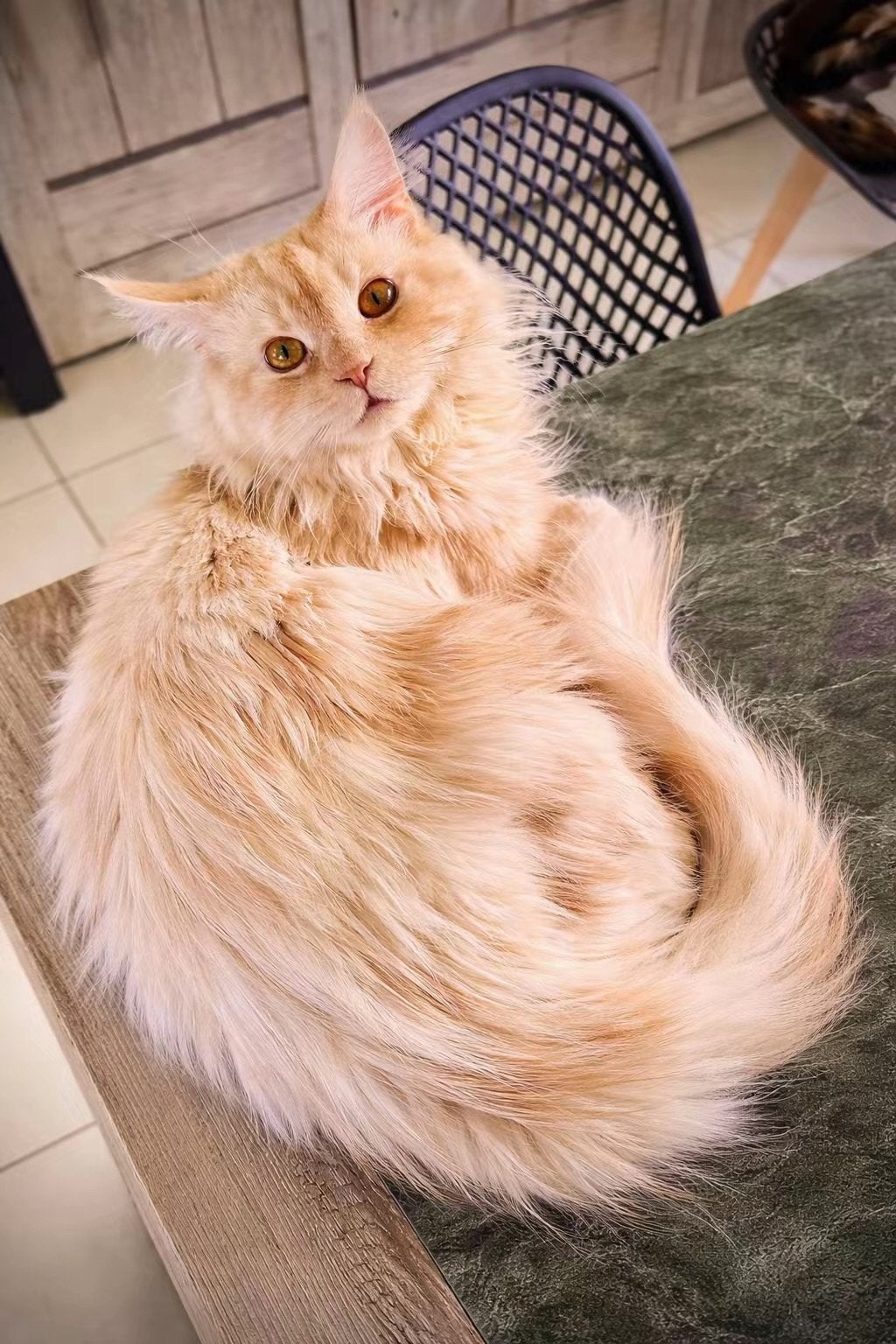 Maine coon kittens verwacht, Animaux & Accessoires, Sexe inconnu, Vermifugé, 0 à 2 ans