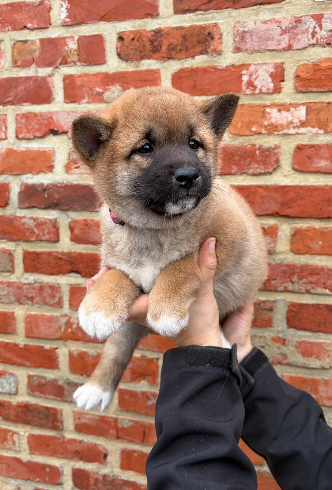 Chiots Shiba Inu, Animaux & Accessoires, Chiens | Huskys, Loulous & Types primitifs, Plusieurs animaux, Autres races, Éleveur | Professionnel