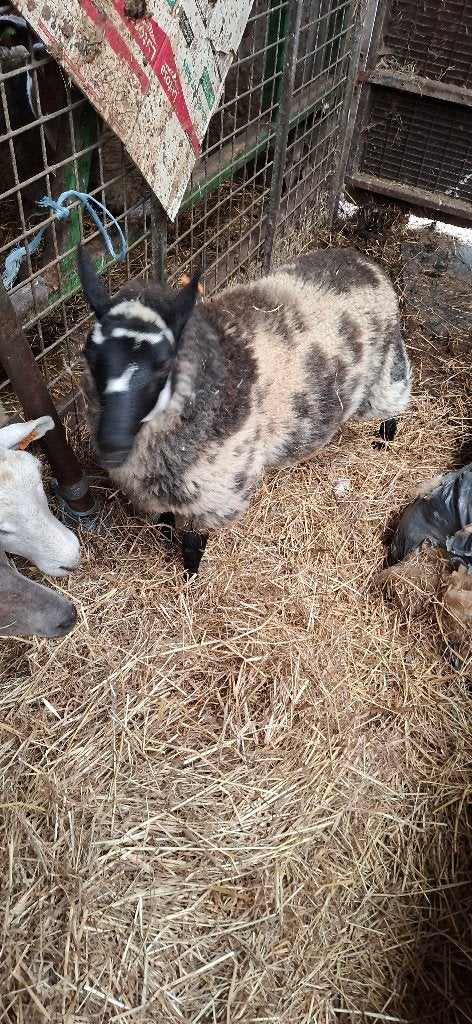 Kerry hill ooi, Dieren en Toebehoren, Schapen, Geiten en Varkens, Vrouwelijk, Schaap, 0 tot 2 jaar