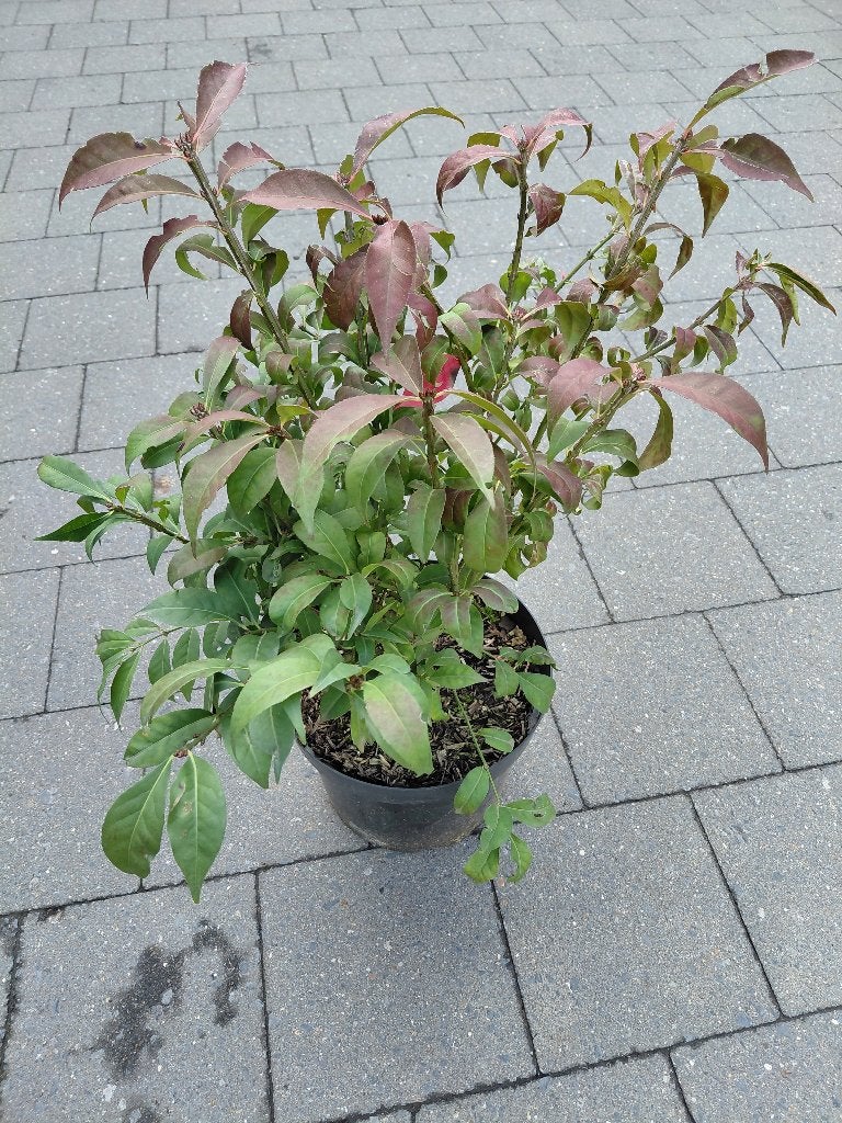 Euonymus Compactus, Ophalen