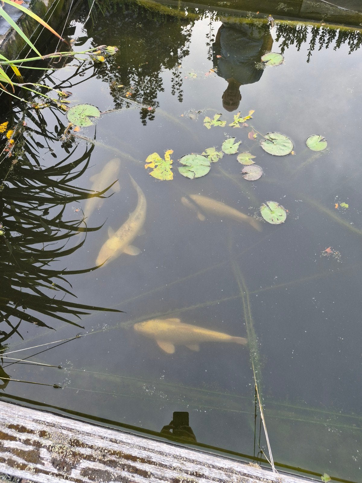 4 gezonde, sterke koi karpers, Ophalen