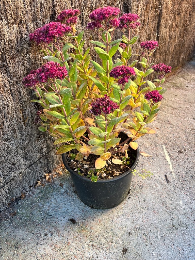 Vetplanten, Ophalen, Vaste plant