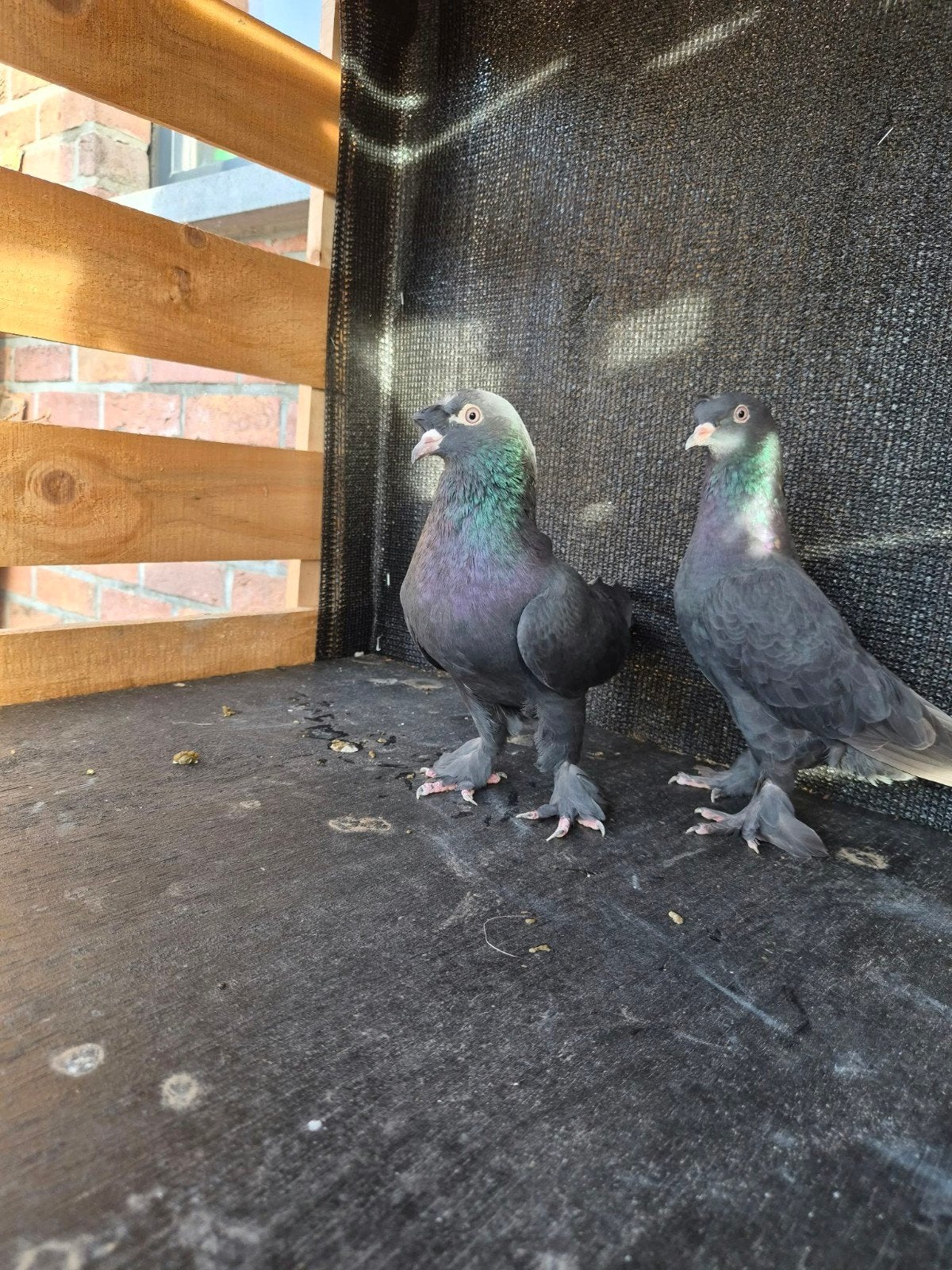 takla duiven, Dieren en Toebehoren