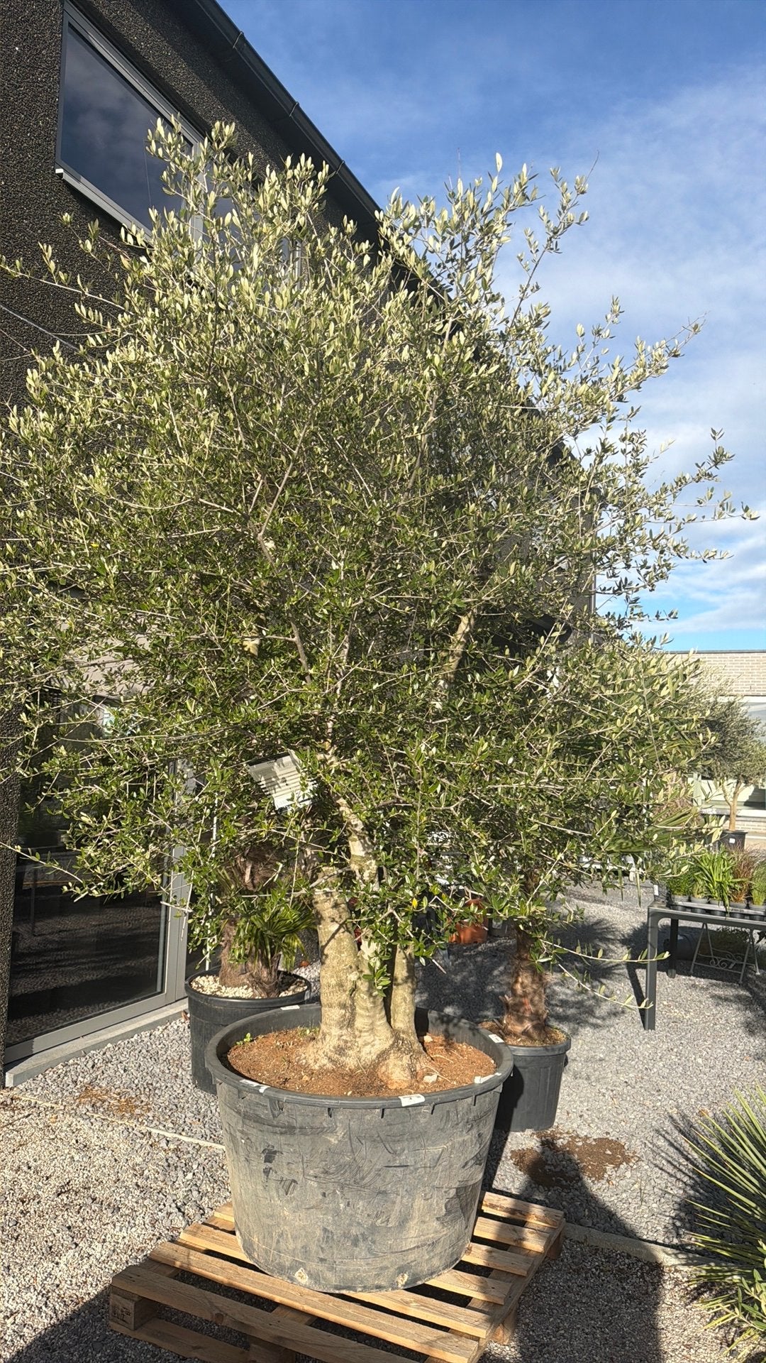 Olijfboom Sylvestris meerstam, Tuin en Terras, Ophalen, Olijfboom