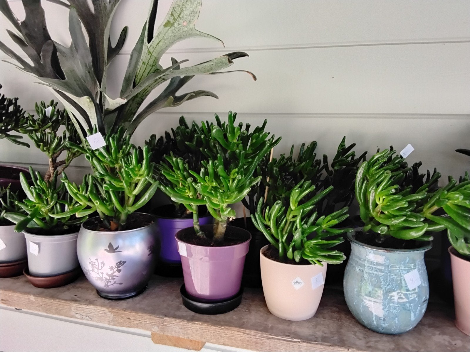 crassula ovata,, Huis en Inrichting, Kamerplanten, Ophalen, Vetplant