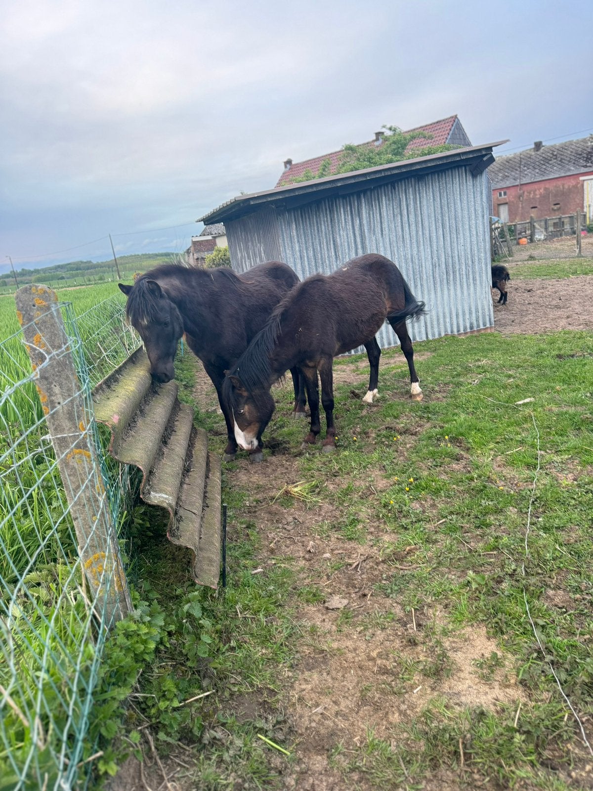 2 pony’s zoeken nieuwe thuis, Dieren en Toebehoren, Paarden, Hengst