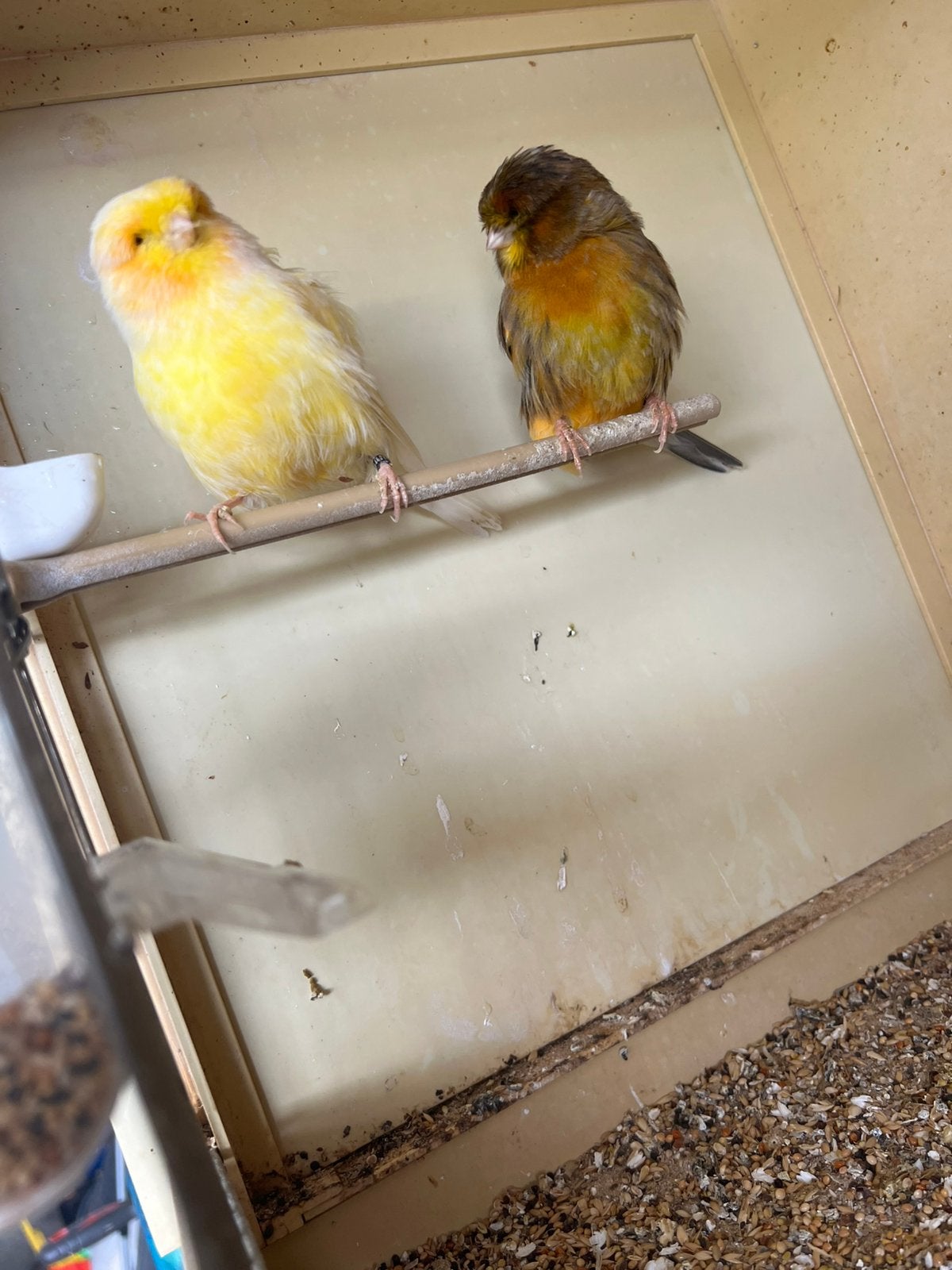 Norwich kanaries te koop., Dieren en Toebehoren, Vogels | Kanaries