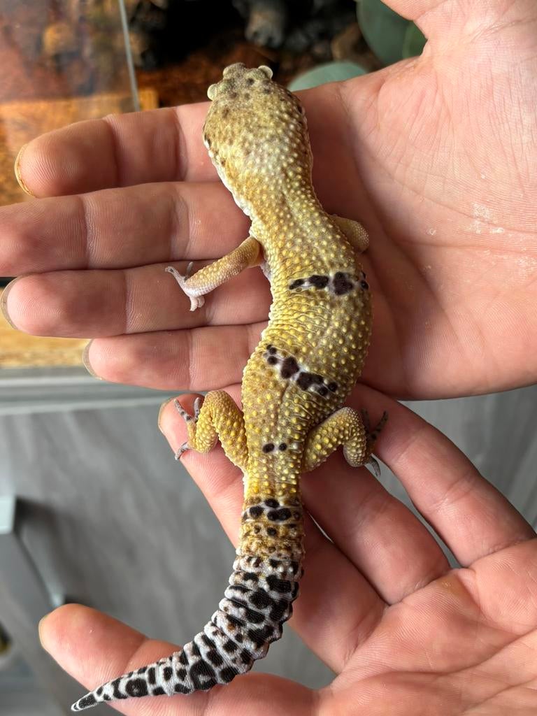 Luipaardgekko, Dieren en Toebehoren, Reptielen en Amfibieën