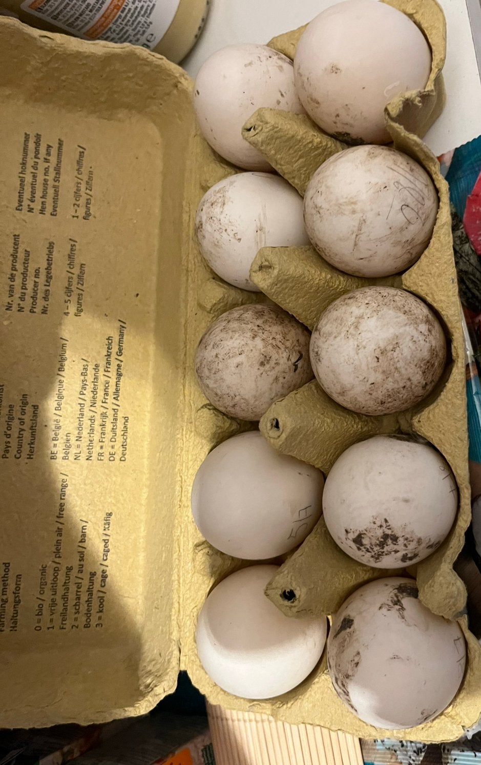 Broedeiren  Loopeenden, Dieren en Toebehoren, Pluimvee, Geslacht onbekend, Eend