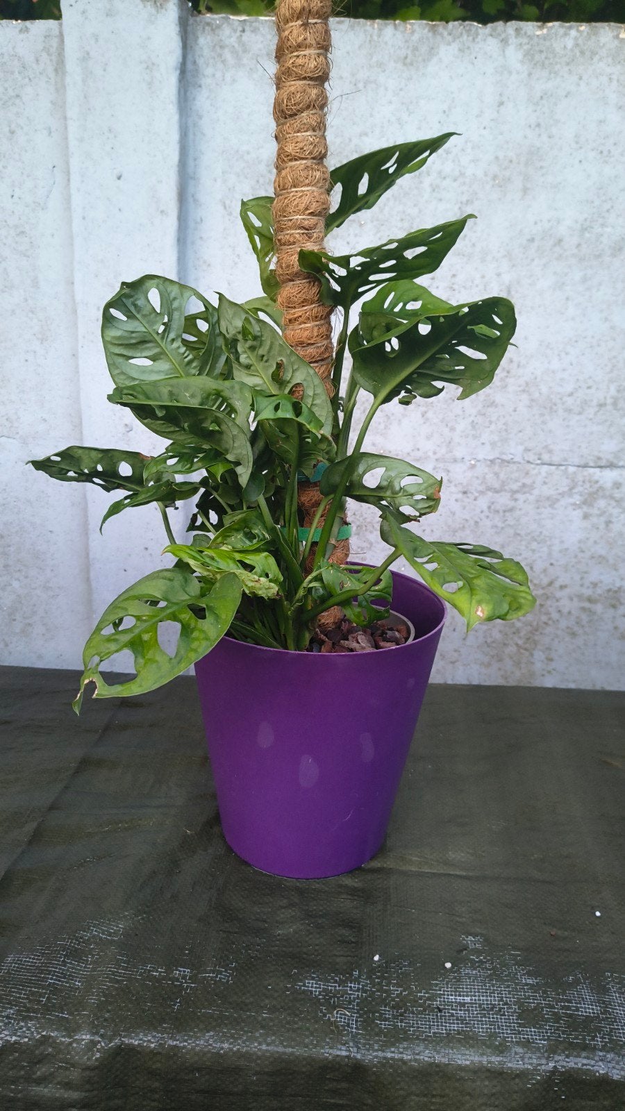 Monstera Monkey Mask op mosstok, Maison & Meubles, Autres espèces, En pot, Moins de 100 cm, Enlèvement