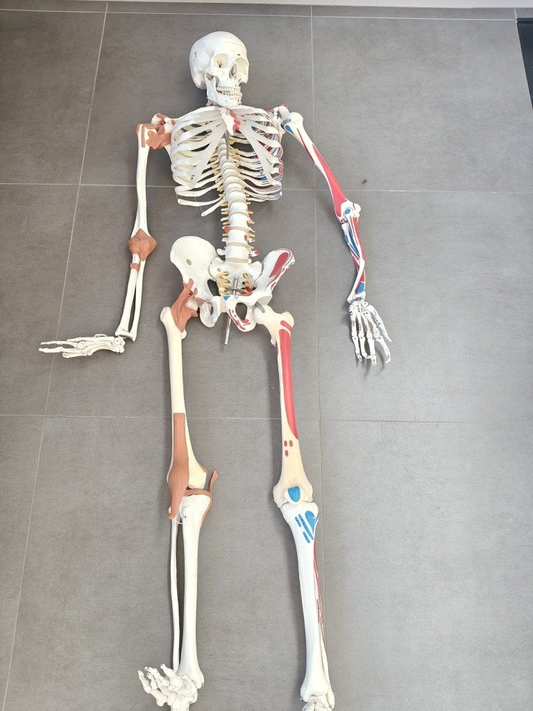 Anatomisch skelet, Diversen, Schoolbenodigdheden, Ophalen, Gebruikt