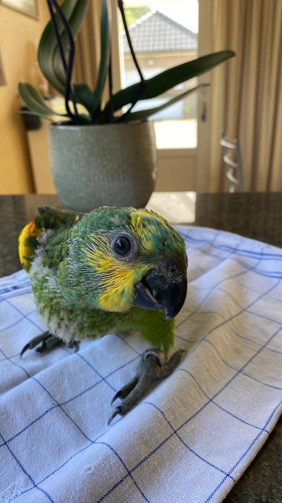 blauwvoorhoofd geelschouder amazone, Dieren en Toebehoren, Geslacht onbekend, Papegaai, Geringd