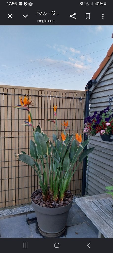 Strelitzia, Maison & Meubles, Autres espèces, En pot, Plante à fleurs, Enlèvement