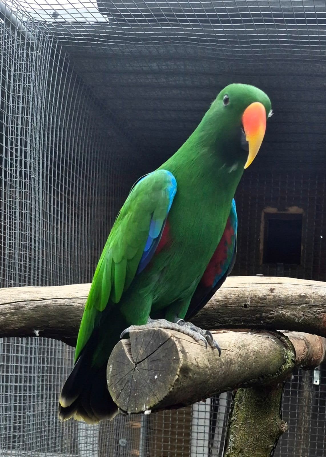 Edelpapegaai man, Dieren en Toebehoren