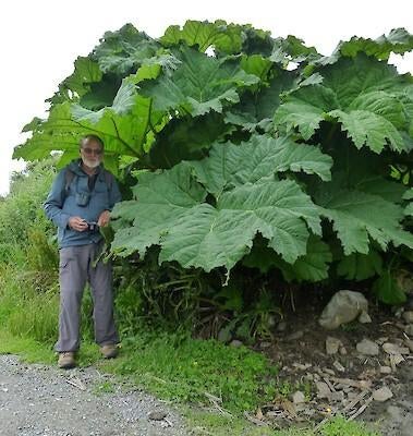 Gunnera Mammoetblad Hoogte 55 CM, Enlèvement