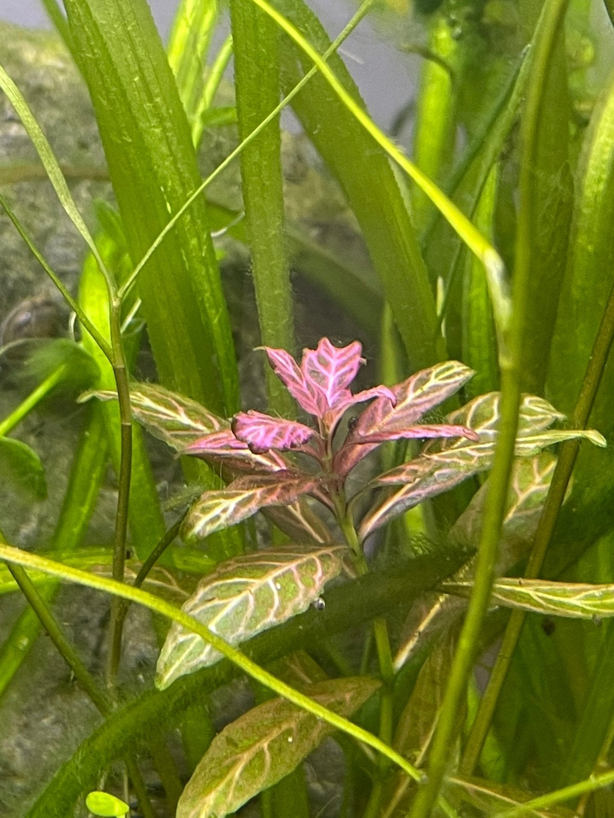 AquariumPlanten pakketjes, Dieren en Toebehoren, Ophalen, Zo goed als nieuw, Plant(en), Steen of Hout