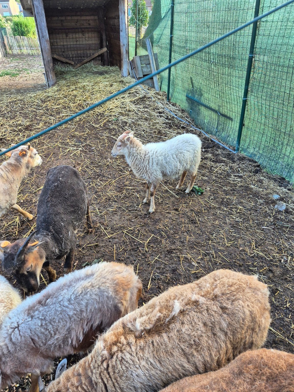 4 vrouwelijke schapen, Dieren en Toebehoren