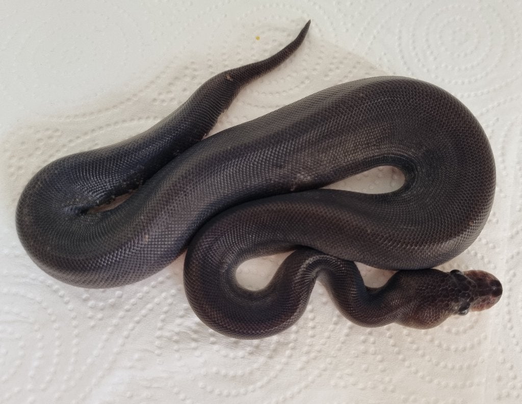 1.0 8 ball ( clown spotnose gravel ) Ball Python photo 4