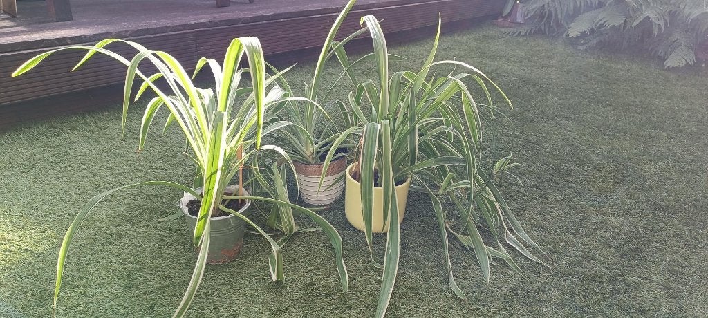 Plante Chlorophytum comosum (plante araignée), Huis en Inrichting, Ophalen, Overige soorten, Halfschaduw, In pot