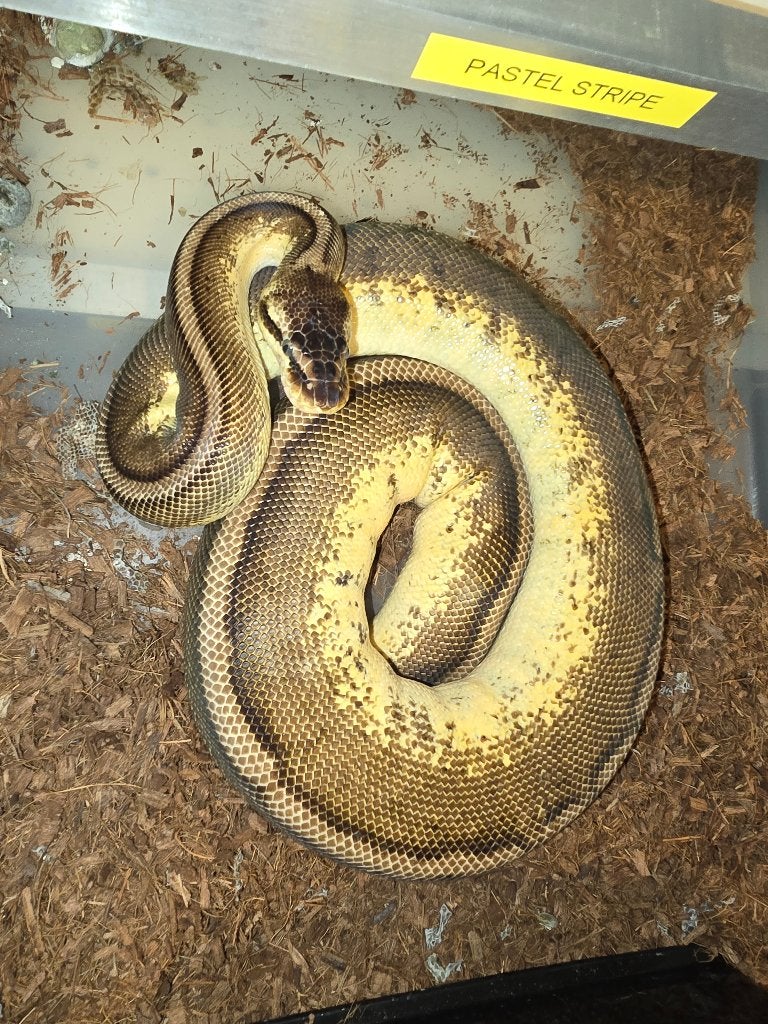 Ball python