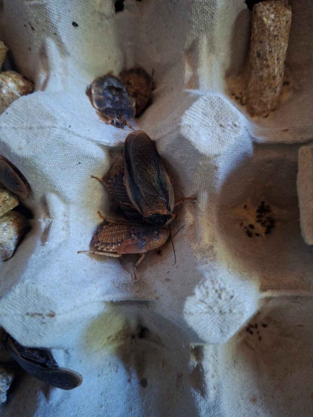 dubia kakkerlakken, Dieren en Toebehoren, Insecten en Spinnen