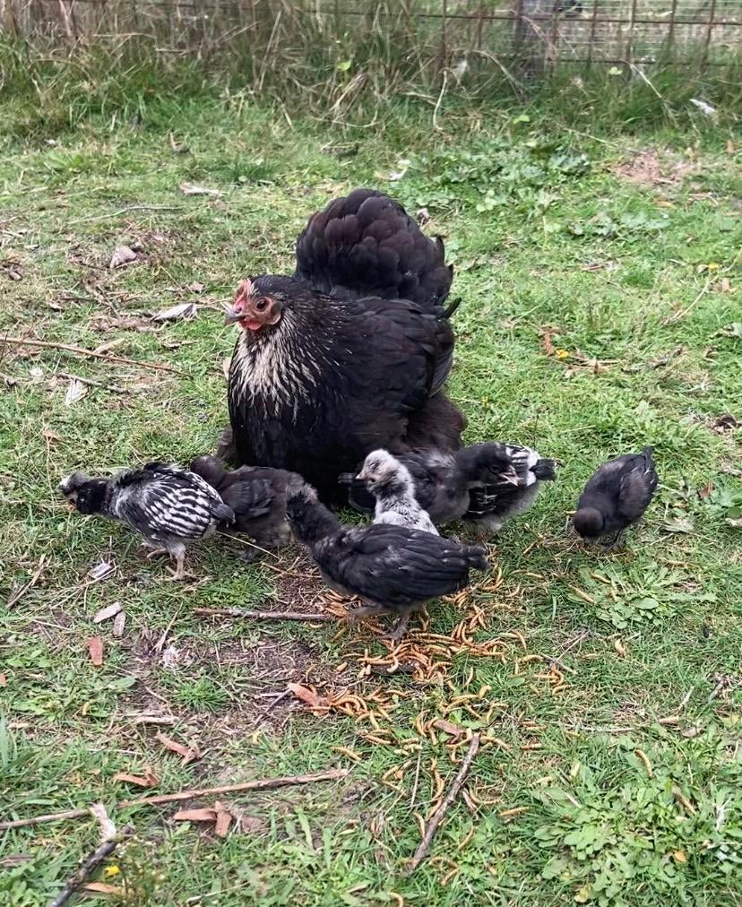Cochin kriel broed eieren, Dieren en Toebehoren, Pluimvee, Vrouwelijk, Kip