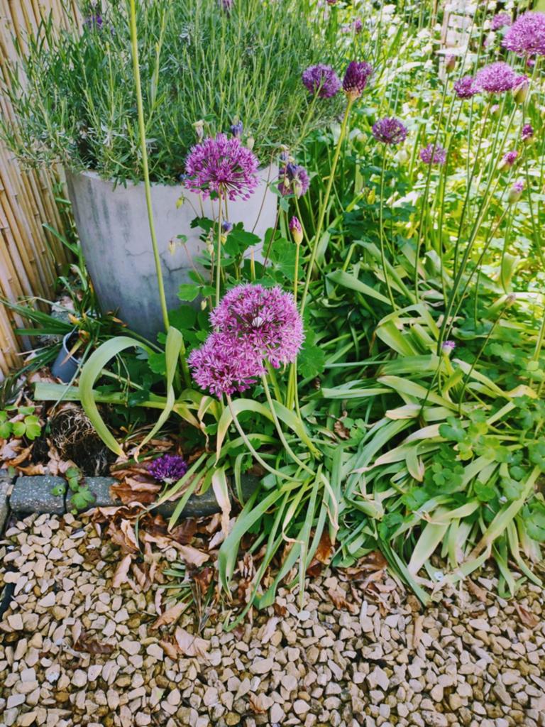 Bloembollen Allium., Enlèvement ou Envoi