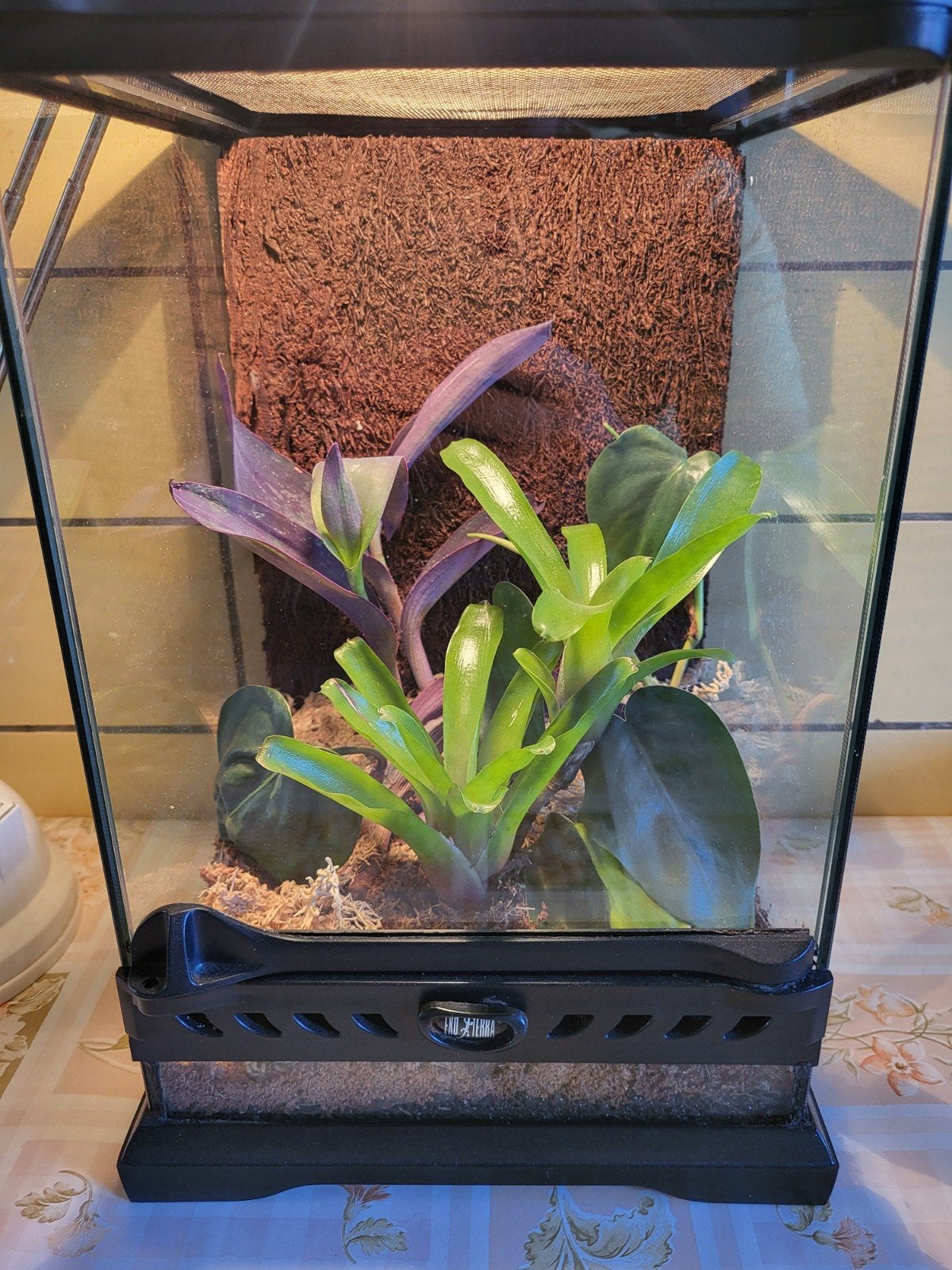 exo terra terrarium, Ophalen, Gebruikt, Terrarium of Paludarium
