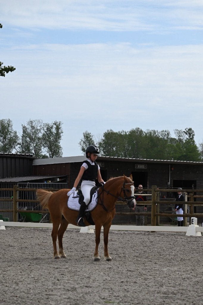 Lieve, veelbelovende Welsh merrie Sectie A, Dieren en Toebehoren, Pony's, Merrie, Dressuurpony, 3 tot 6 jaar, B pony (1.17m tot 1.27m)