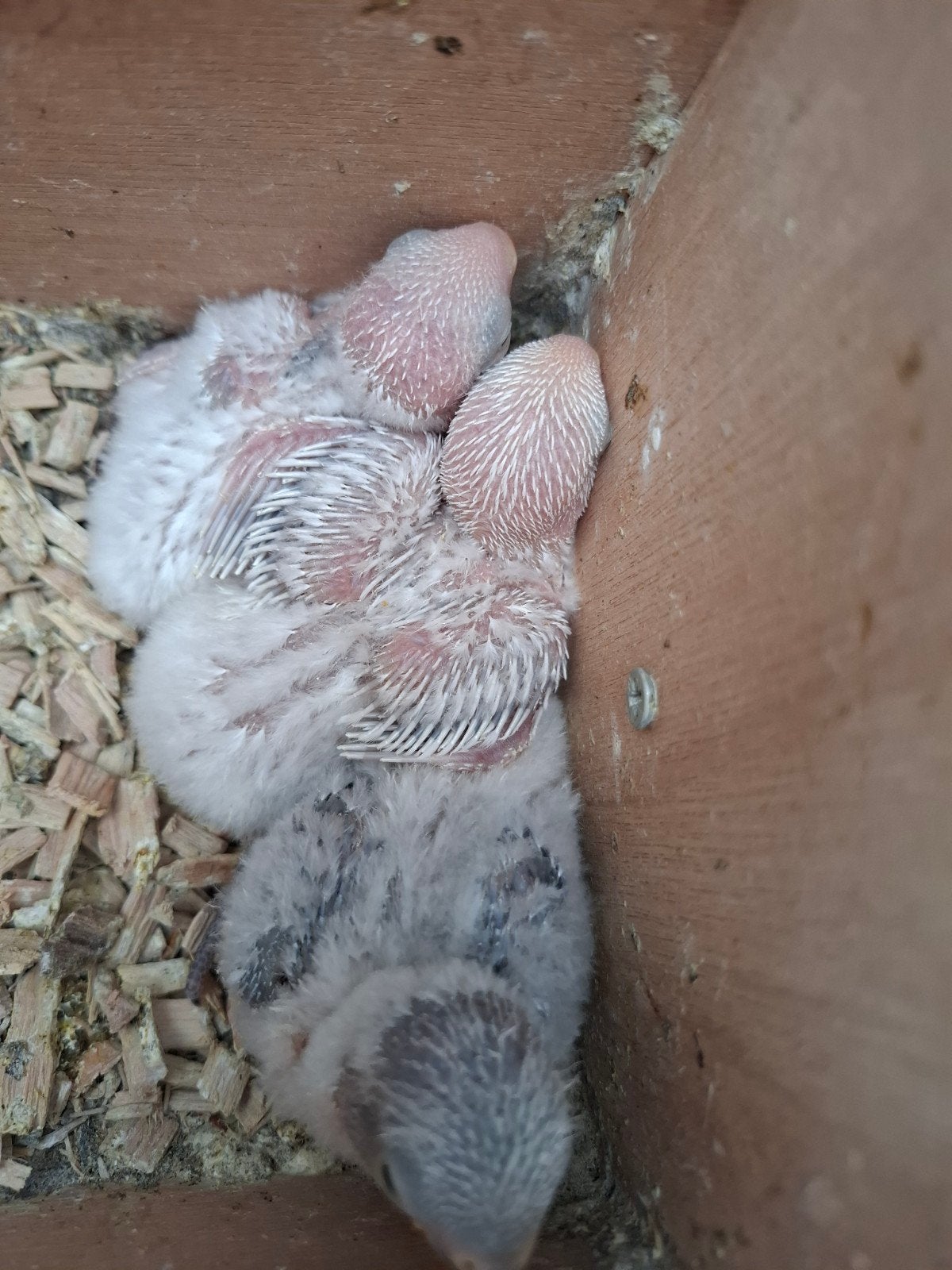 dwergpapegaai babys handtam witte