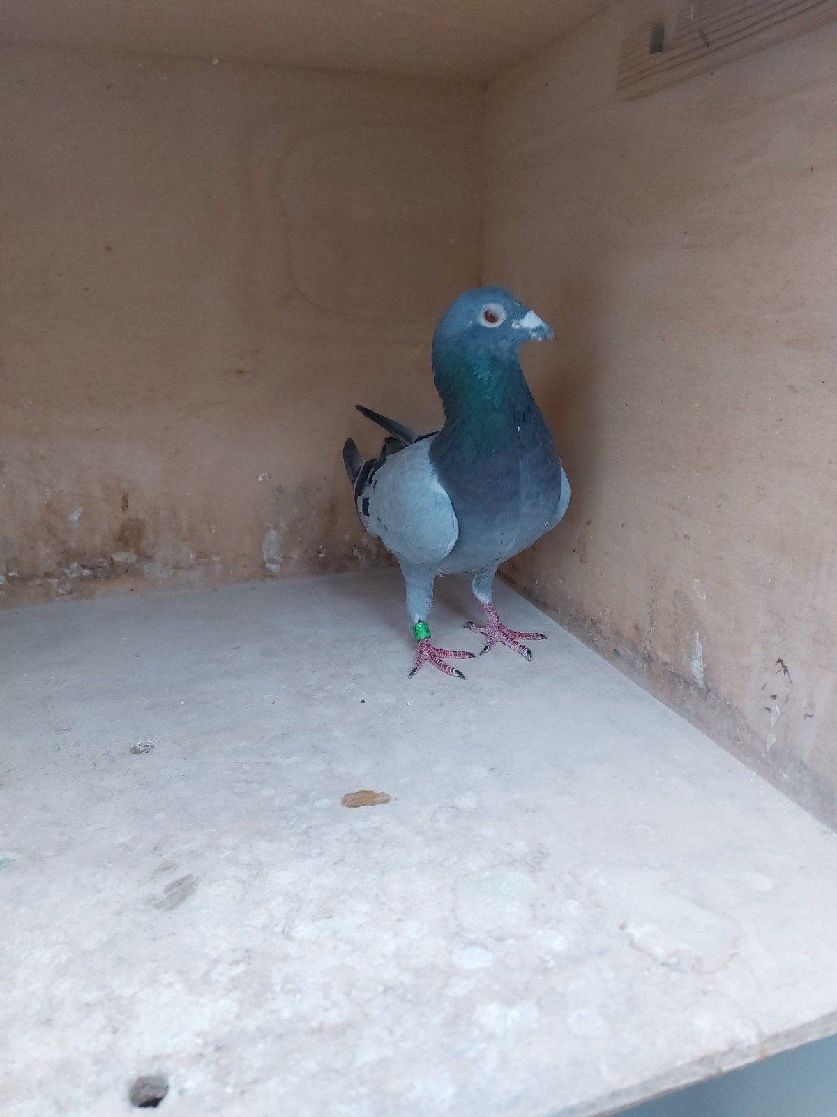 duiven, Mâle, Pigeon voyageur