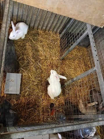 6 lapins à viande âgés de 4 mois BIO 13 euros pièces