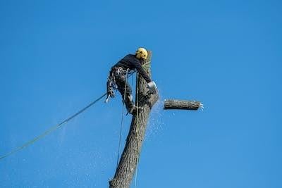 Gevaarlijke tak of boom laten verwijderen?, Ophalen of Verzenden