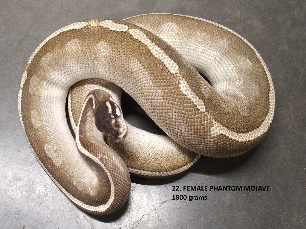 Koningspython halfwas en volwassen kweekdieren deel 1 Ball Python photo 22