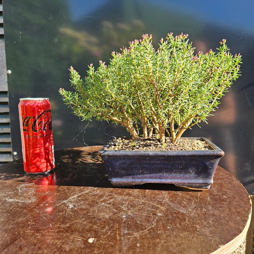 Crassula sarcoculis voor Bonsai, Tuin en Terras, Ophalen
