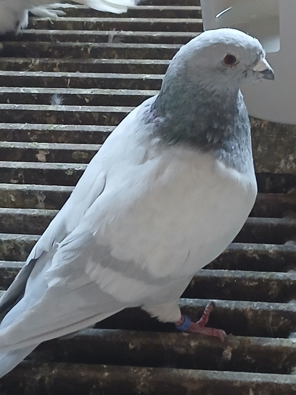 Pigeon TT belge bleu poudré