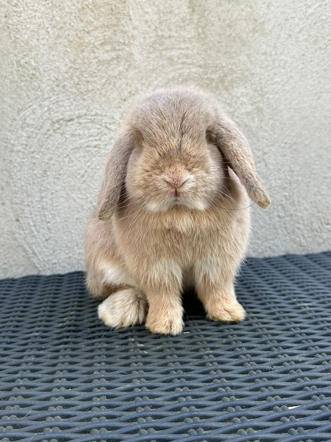 Minilop voedstertje, Dieren en Toebehoren, Konijnen, Hangoor