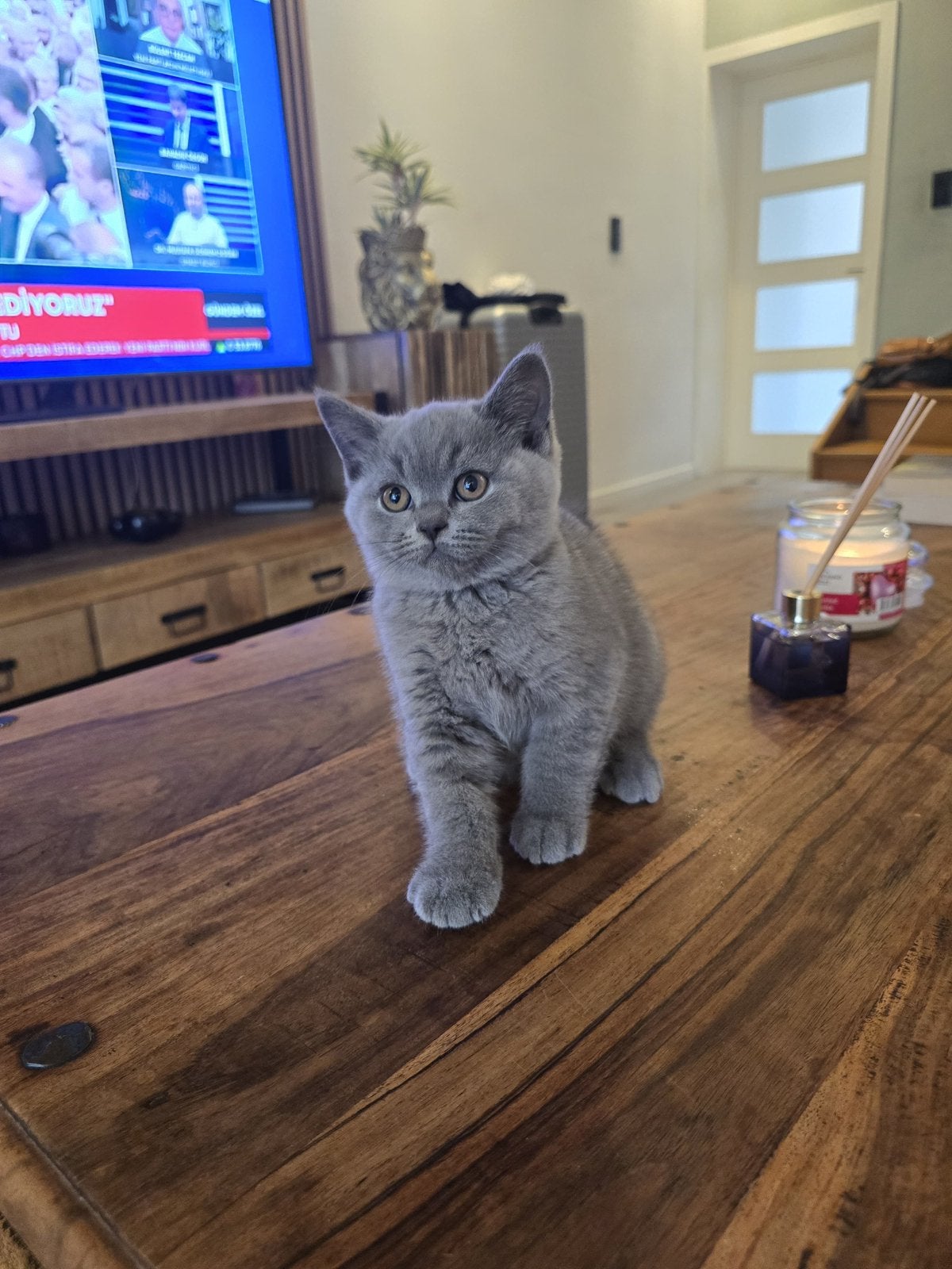Raszuivere Britse korthaar, Dieren en Toebehoren, Katten en Kittens | Raskatten | Korthaar, Meerdere dieren, Gechipt, 0 tot 2 jaar