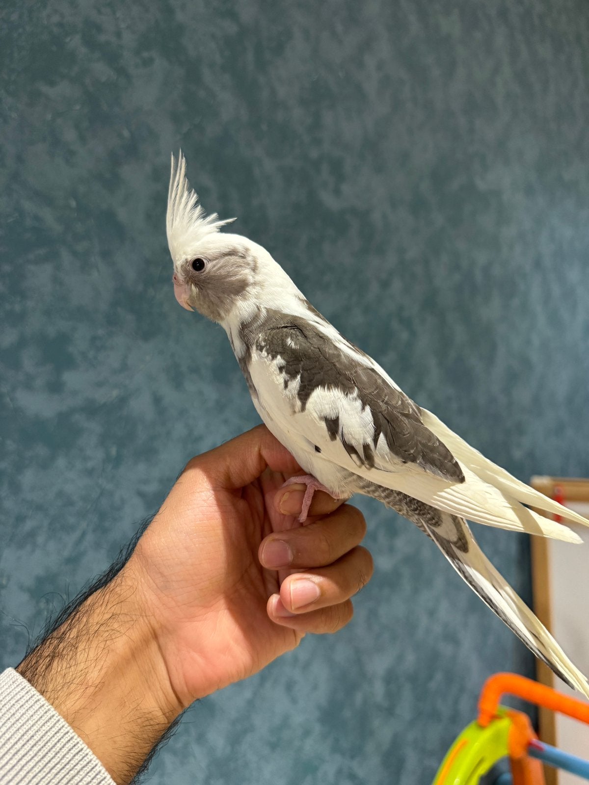Calopisstte apprivoisée (EAM), Animaux & Accessoires, Oiseaux | Perruches & Perroquets