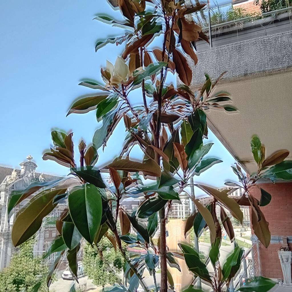 Magnolia grandiflora  hoogte 250cm draagt witte bloemen, Tuin en Terras, Bloembollen en Zaden, Ophalen