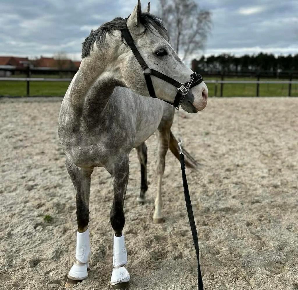 11 jarige hengst (springen & dressuur), Dieren en Toebehoren, Hengst, Recreatiepaard, 11 jaar of ouder