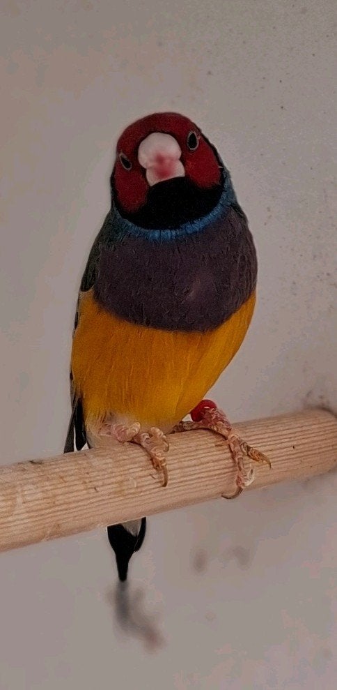 De laatste 2 gouldamadines., Dieren en Toebehoren, Vogels | Overige Vogels, Mannelijk, Tropenvogel, Geringd