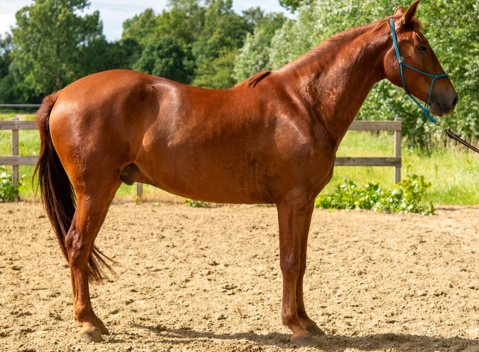 PRE ruin te koop, Dieren en Toebehoren, Paarden, Minder dan 160 cm, Met stamboom, Ruin, 3 tot 6 jaar