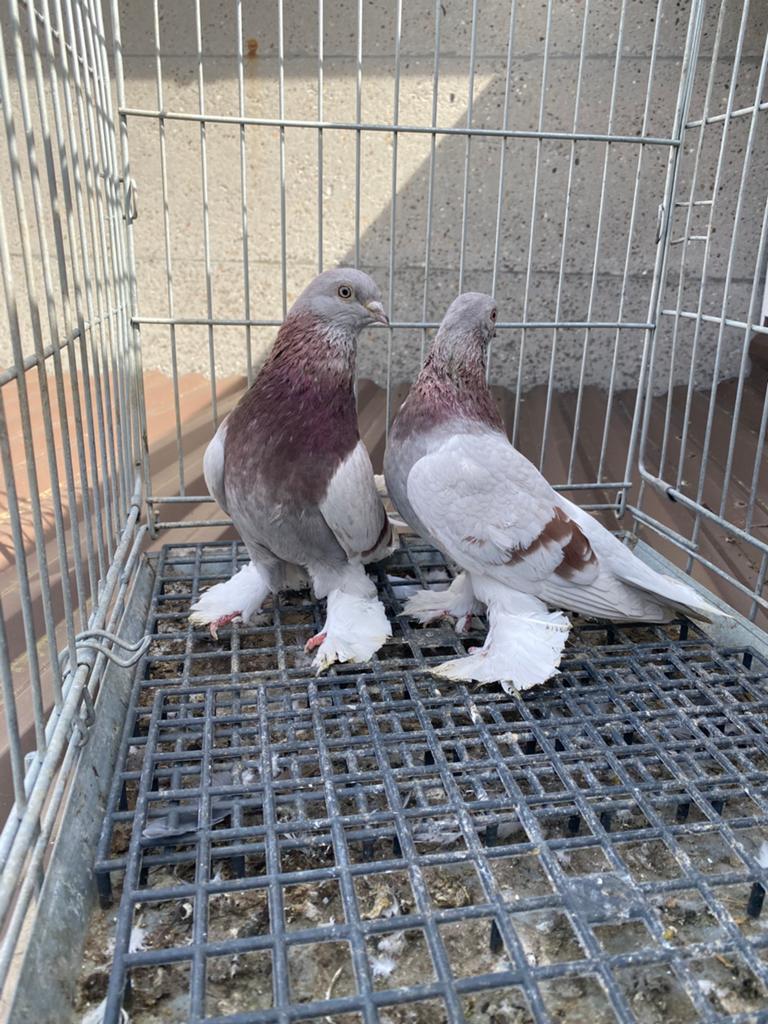 Takla malatya, Dieren en Toebehoren, Vogels | Duiven