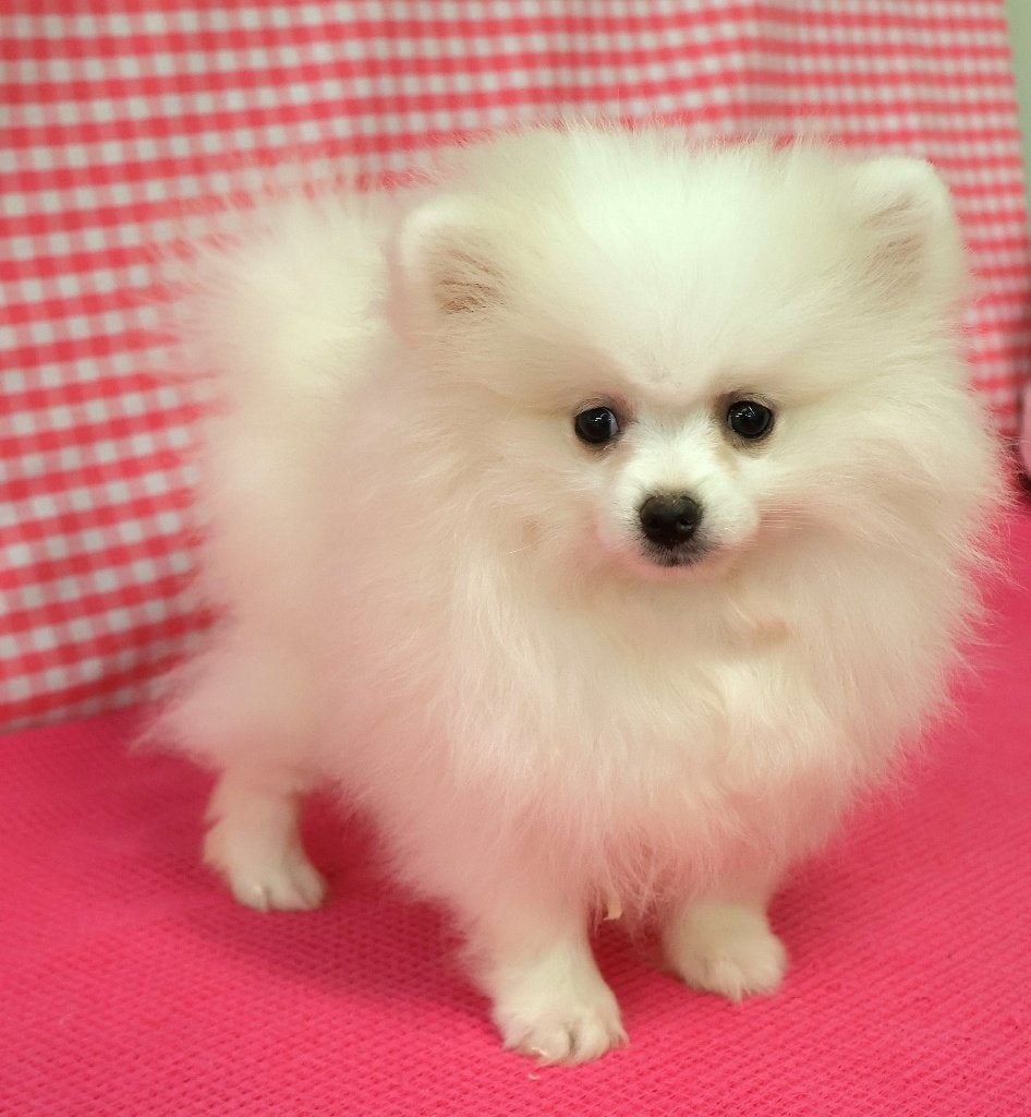 Chiots de Poméranie super mignons ! ! !, Animaux & Accessoires, 15 semaines à 1 an, Loulou, Plusieurs animaux, Éleveur | Professionnel